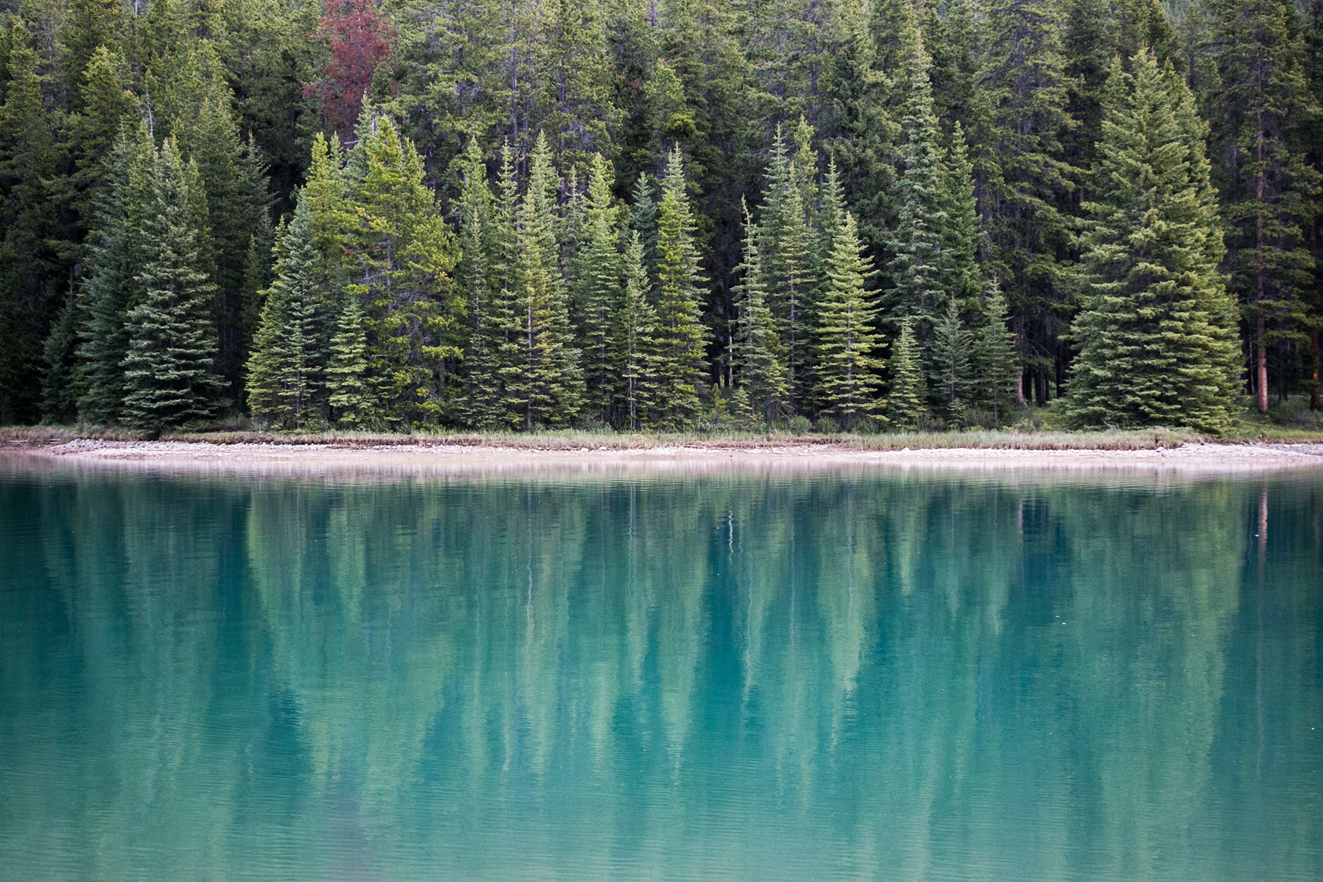 Lake-near-pine-trees